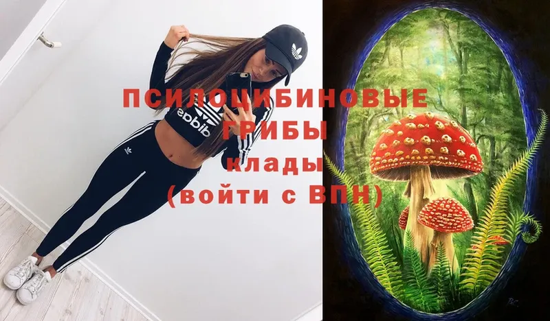 что такое   Шахты  Псилоцибиновые грибы Cubensis 